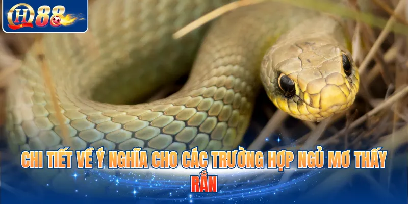 Chi tiết về ý nghĩa về mặt tâm linh cho giấc mơ thấy rắn