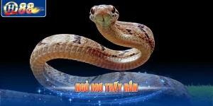 Ngủ mơ thấy rắn